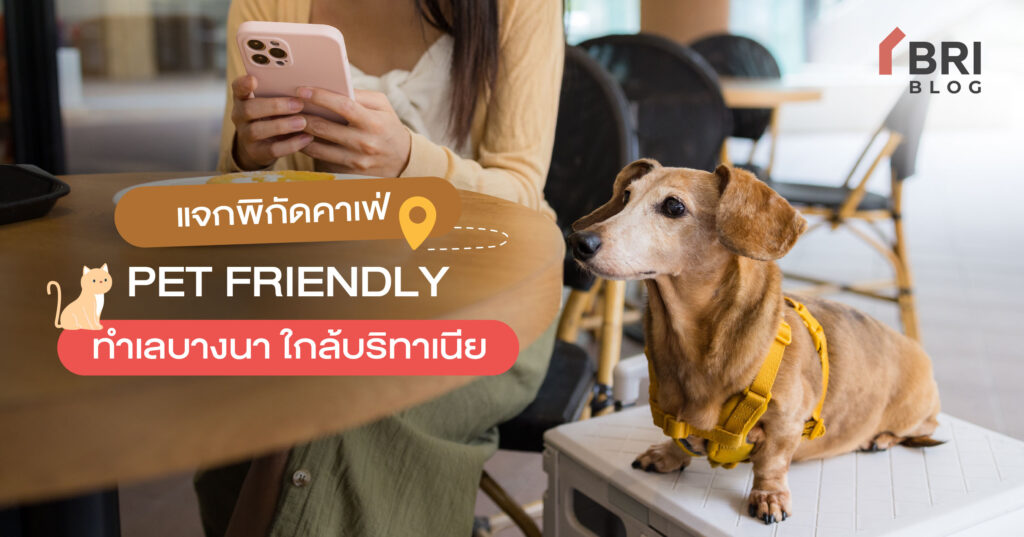 แจกพิกัดคาเฟ่ PET FRIENDLY