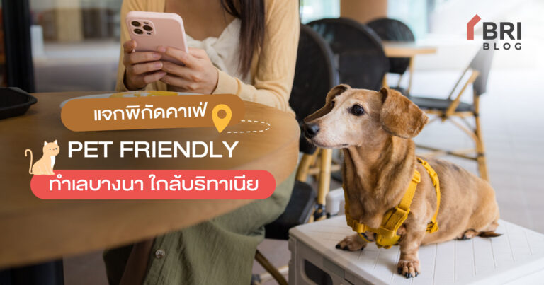 แจกพิกัดคาเฟ่ PET FRIENDLY